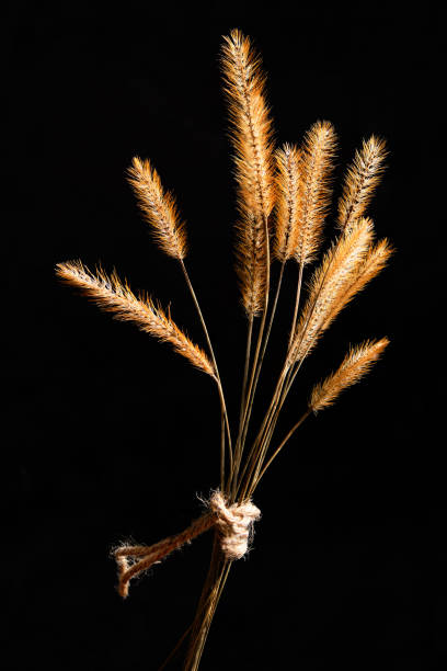 istock Australian Native Grass Flower Heads 1412979782