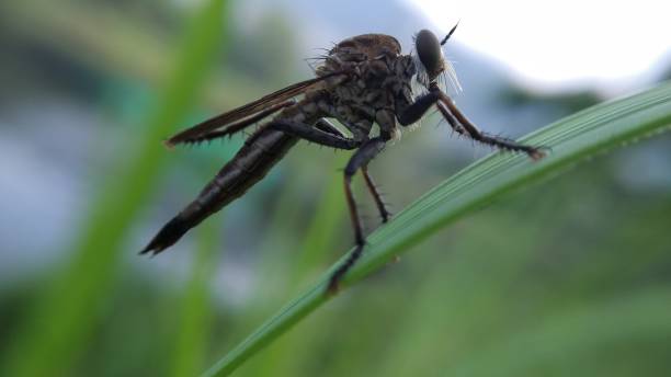istock The fly with the blade of the leaf 1412980525
