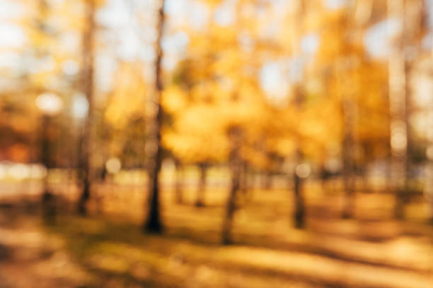 Autumn blurred natural background. Defocused autumnal trees. Abstract colorful bokeh stock photo