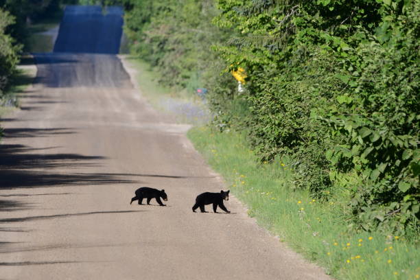 istock Two wild baby black bear cubs 1412986124