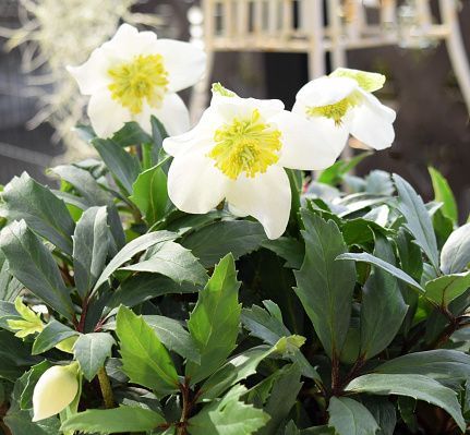 White Christmas rose blooming in the spring garden