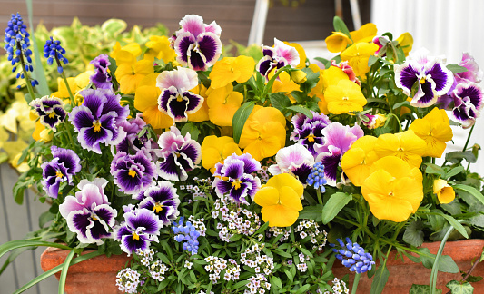 Lovely, colorful and cheerful Viola x Wittrockiana flowers in vase decorating home
