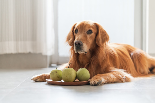 Golden Retriever lying on the floor with a plate of pears in front of him