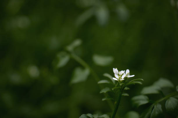 istock Small white flower against a deep green background 1412992981
