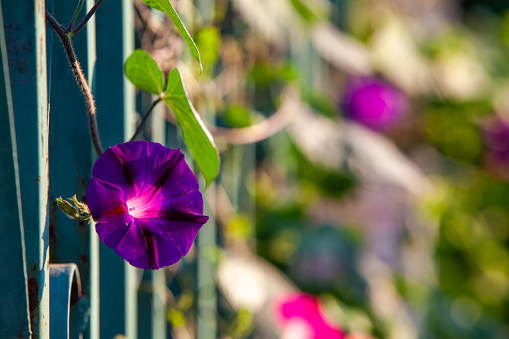 Close up of blooming morning glory flowers. Several delicate blue and pink buds of ipomoea blossoming in sunny summer garden near house. Beautiful nature of Croatia.