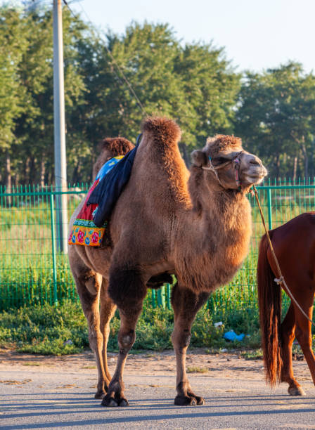 desert camel - bactrian camel imagens e fotografias de stock