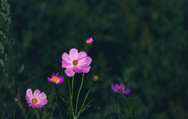 istock Cosmos flowers blooming in the garden 1412994576