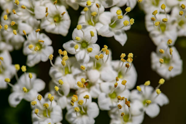 istock Viburnum lantana flower in meadow 1412994798