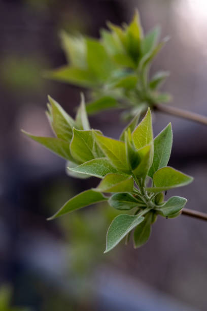 istock A branch with young leaves in natural conditions in spring. 1412995392