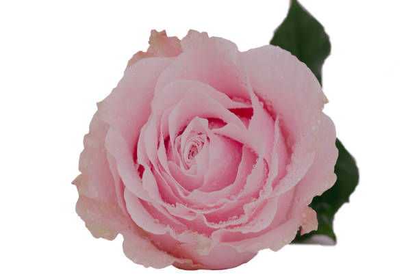 primer plano de rosa rosa con gotas de agua sobre fondo blanco. aislar el fondo. - beauty in nature wedding nature smooth fotografías e imágenes de stock