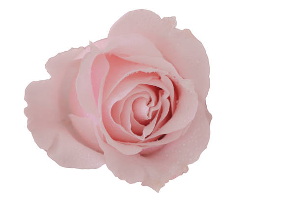 primer plano de rosa rosa con gotas de agua sobre fondo blanco. aislar el fondo. - beauty in nature wedding nature smooth fotografías e imágenes de stock