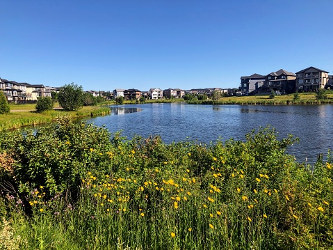 A view of a beautiful lake surrounded by flowers and homes in the summer, or retention pond, in North Edmonton, in the neighbourhood of Crystalina Nera.