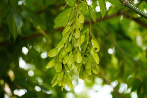 Summer branches of maple tree with green leaves and seeds. Summer background with copy space. Close-up of maple seeds, disamaras
