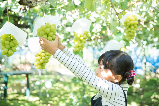 Asian child experiencing grape picking