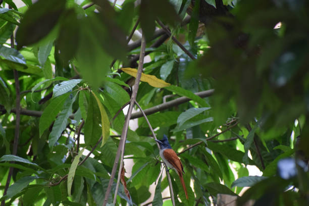 istock Kerala golden backed woodpecker. 1412998115