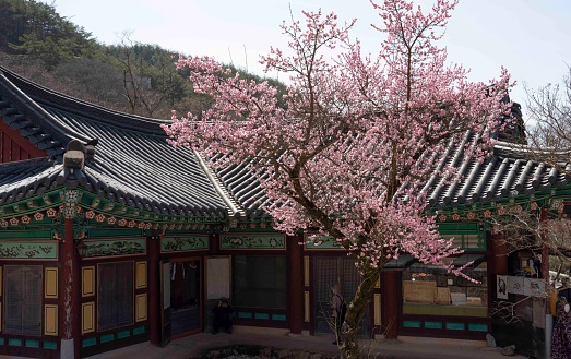 Red plum blossoms at Hwaeomsa Temple in Gurye.