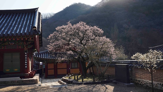 Red plum blossoms at Hwaeomsa Temple in Gurye.