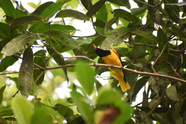 istock The Indian golden oriole 1412998264