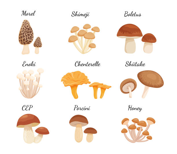 ilustraciones, imágenes clip art, dibujos animados e iconos de stock de juego de setas enteras frescas comestibles para cocinar platos japoneses. shiitake porcini, shimeji, morel, boletus, colección de setas. ilustración vectorial de dibujos animados aislado sobre blanco. producto forestal natural. - edible mushroom illustrations