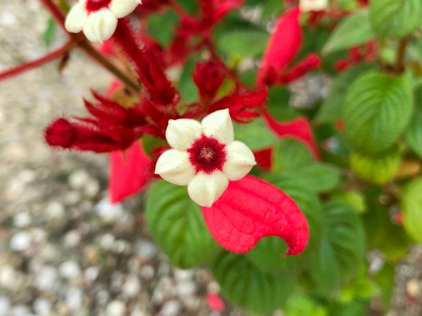 Red Mussaenda erythrophylla Red Mussaenda erythrophylla has yellowish white flowers pink mussaenda flower stock pictures, royalty-free photos & images