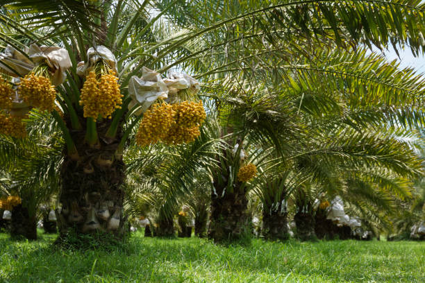 mazzo di datteri gialli sulla palma da dattero. - perennial leaf fruit tropical fruit foto e immagini stock