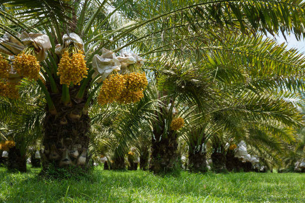 Bunch of yellow dates on date palm. Bunch of yellow dates on date palm. date palm tree stock pictures, royalty-free photos & images