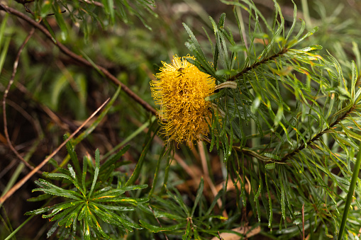 Australian banksia, also known as bottlebrush