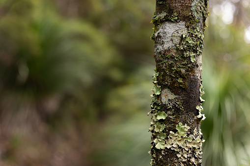 Lichen growing on tree in Australian rain forest