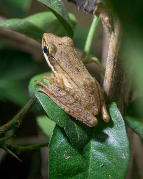 istock Yellowish brown frog stays on lime leaf side view 1412999917