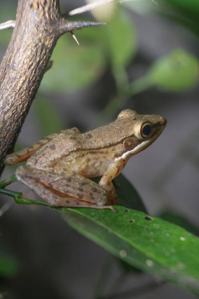 istock Yellowish brown frog stays on lime leaf 1413000041