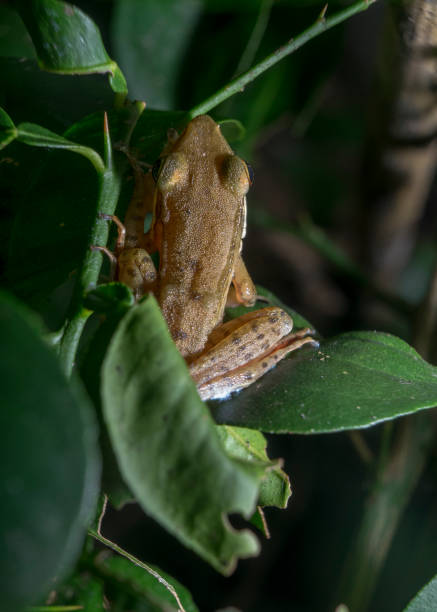 istock Yellowish brown frog stays on lime branches top view 1413000079