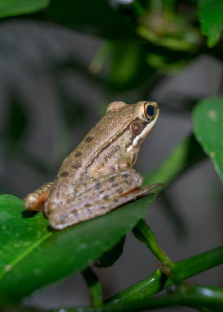 istock Yellowish brown frog stays on lime leaf 1413000140