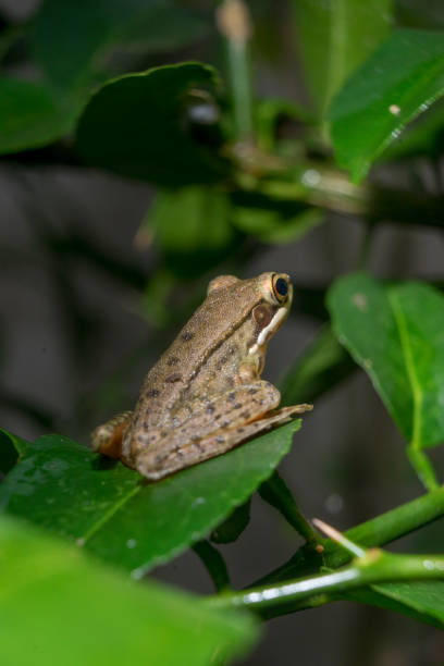 istock Yellowish brown frog stays on lime leaf 1413000143