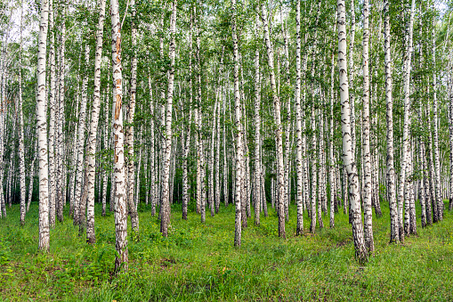 White birch trees, nature in forest, summer.