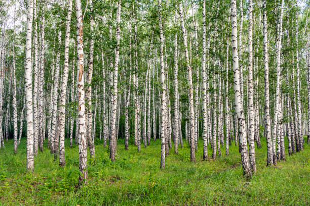 white birch trees, nature in forest, summer. - late afternoon imagens e fotografias de stock