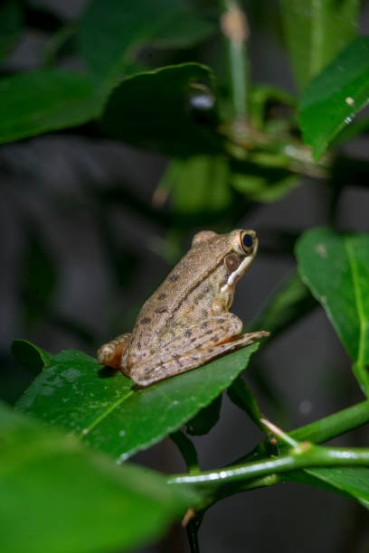 istock Frog yellow brown color sit on green leaves lime 1413000238