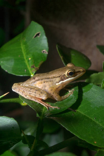 istock Yellowish brown frog stays on lime leaf side view 1413000407