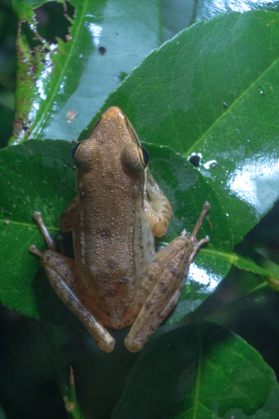istock Yellowish brown frog stays on lime leaf top view 1413000494