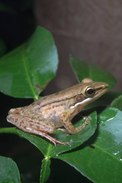 istock Frog stays on the green lime leaf side view 1413000626