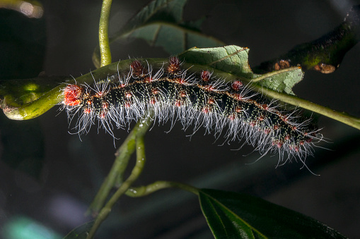 Black, white, and red caterpillar Cricula trisfenestrata Helf hanging on a avocado branch