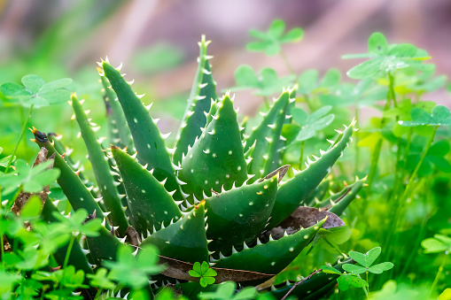 Short leafed aloe plant in a domestic garden