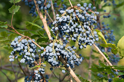 Mahonia aquifolium, oregon grape blue berries closeup selective focus