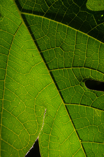 Clear Papaya leaf bones texture with green closeup detail