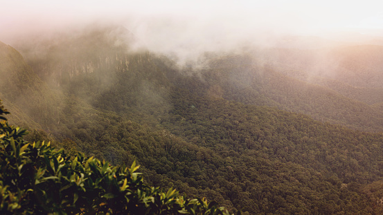 Mist rising above Australian rainforest at Springbrook National Park.