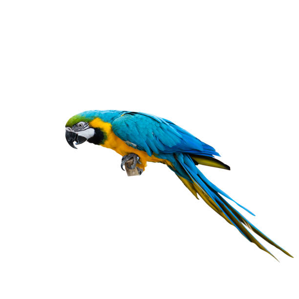 istock One macaw parrot on the perch, isolated white background. 1413005436