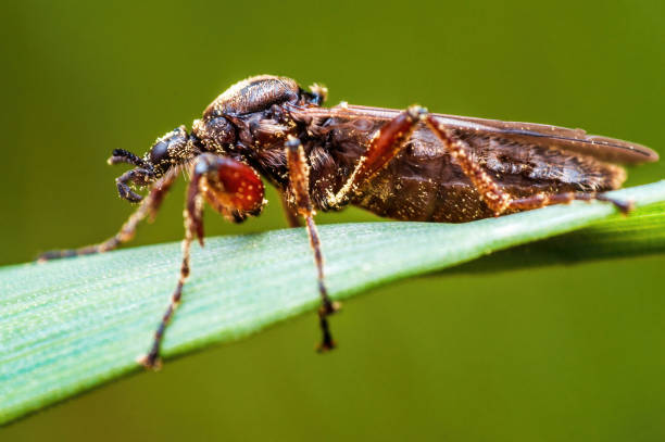 istock March fly sits on a blade of grass in a meadow 1413006814