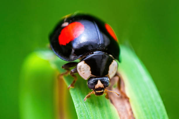 16,600+ Black Ladybug Stock Photos, Pictures & Royalty-Free Images