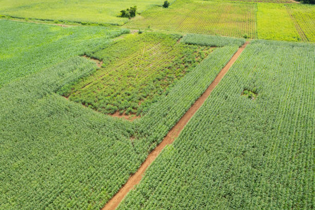 istock high angle view of farm, grow plants, nice landscape 1413007624