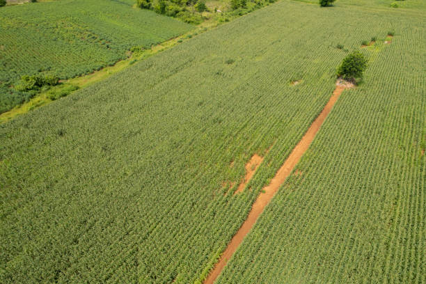 istock high angle view of farm, grow plants, nice landscape 1413007631