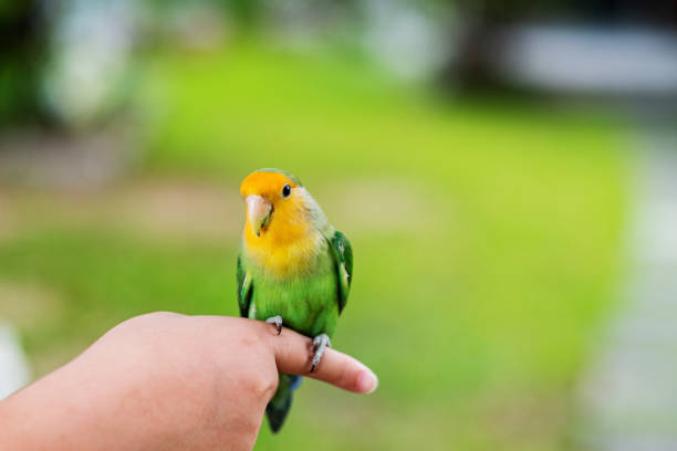 istock A lovebird perched on a finger, parrot 1413007666